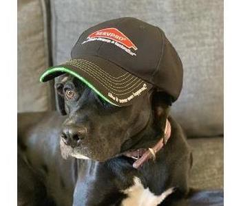 Dog with SERVPRO hat