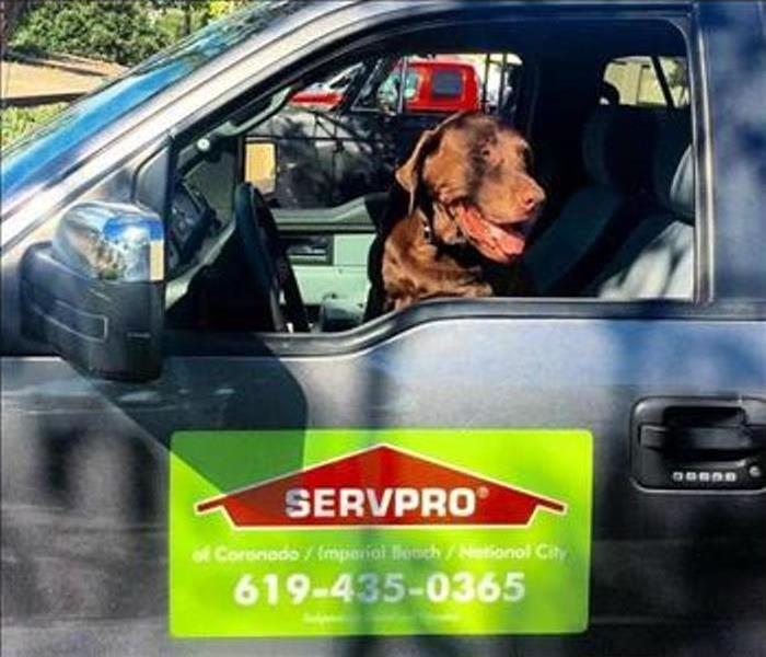 Dog in Truck 