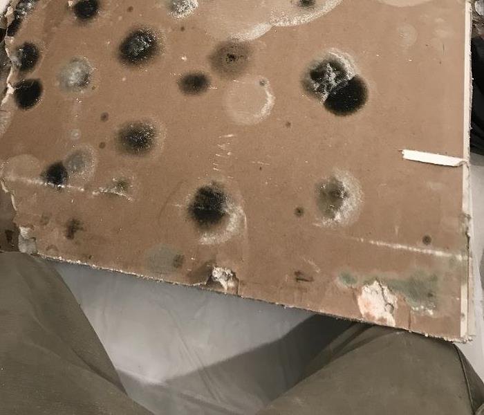 Mold in Drywall 