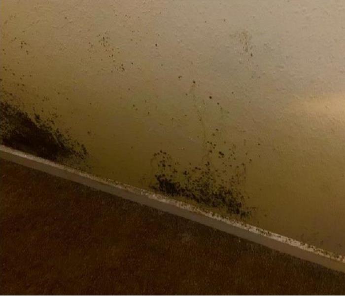 mold growing on wall 